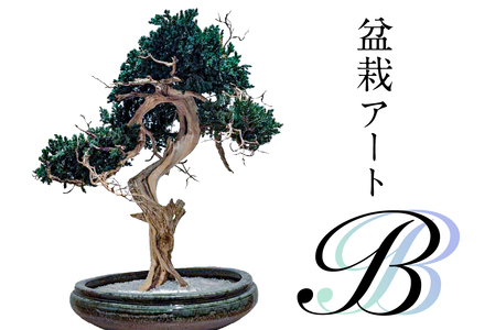 盆栽アート【B】 【0120-002】盆栽 ｱｰﾄ 伝統文化 ｲﾝﾃﾘｱ ﾃﾞｨｽﾌﾟﾚｲ 再生 植物
