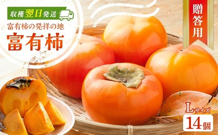 富有柿発祥の地から収穫翌日発送![贈答用]富有柿Lサイズ14個|かき フルーツ カキ 果物 くだもの 産地直送 岐阜県 瑞穂市 お取り寄せ ※離島への配送不可 ※2025年11月〜12月中旬頃に順次発送予定