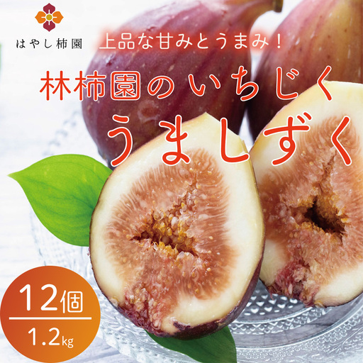 [先行予約]上品な甘みとうまみ!林柿園のいちじく うましずく12個 1.2kg | 無花果 イチジク 果物 くだもの フルーツ 生 甘い 朝ごはん 朝食 デザート お取り寄せ 国産 産直 岐阜県 瑞穂市 ※2026年8月〜発送
