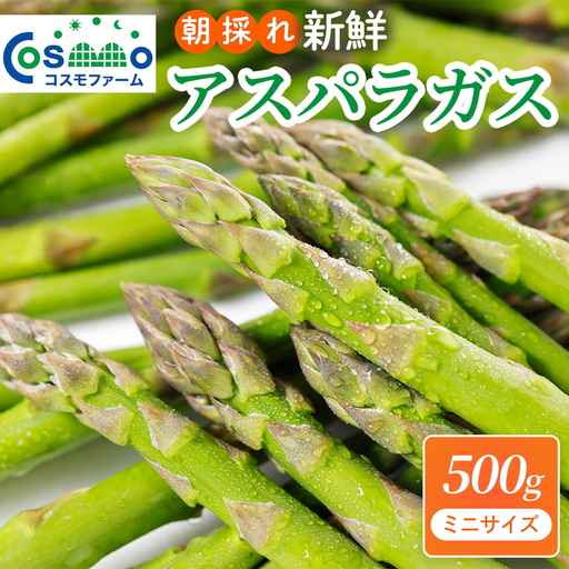 朝採り新鮮アスパラガス 500g[ミニサイズ] | 野菜 アスパラガス グリーンアスパラ 旬 とれたて 春野菜 春 朝採り 朝採れ とれたて 新鮮 みずみずしい サラダ 甘い お取り寄せ 産地直送 冷蔵 岐阜県 瑞穂市