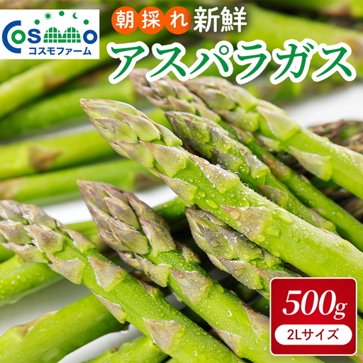 朝採り新鮮アスパラガス 500g[2Lサイズ] | 野菜 アスパラガス グリーンアスパラ 旬 とれたて 春野菜 春 朝採り 朝採れ とれたて 新鮮 みずみずしい サラダ 甘い お取り寄せ 産地直送 冷蔵 岐阜県 瑞穂市