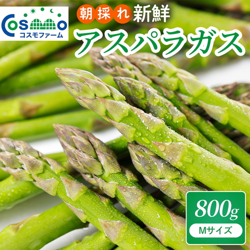 朝採り新鮮アスパラガス 800g【Mサイズ】 | 野菜 アスパラガス グリーンアスパラ 旬 とれたて 春野菜 春 朝採り 朝採れ とれたて 新鮮 みずみずしい サラダ 甘い お取り寄せ 産地直送 冷蔵 岐阜県 瑞穂市