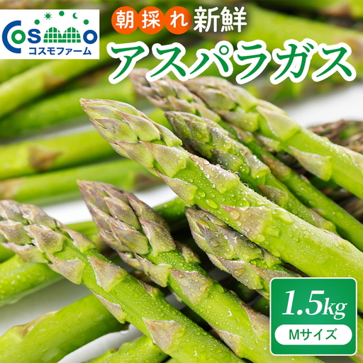 朝採り新鮮アスパラガス 1.5kg【Mサイズ】 | 野菜 アスパラガス グリーンアスパラ 旬 とれたて 春野菜 春 朝採り 朝採れ とれたて 新鮮 みずみずしい サラダ 甘い お取り寄せ 産地直送 冷蔵 岐阜県 瑞穂市