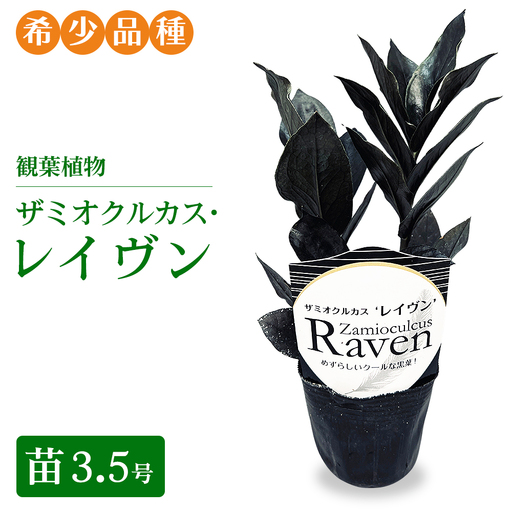 観葉植物 ザミオクルカス・レイヴン 苗3.5号[希少品種!]