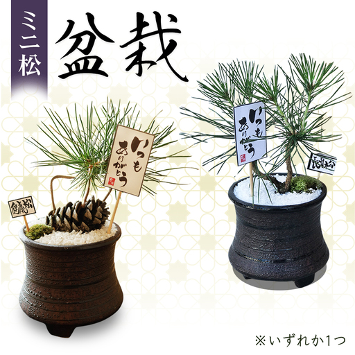 ミニ松 盆栽 ※2026年6月〜発送