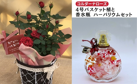 ミニバラ(コルダーナローズ)4号バスケット植とおしゃれな「香水瓶」ハーバリウムセット 植物 薔薇