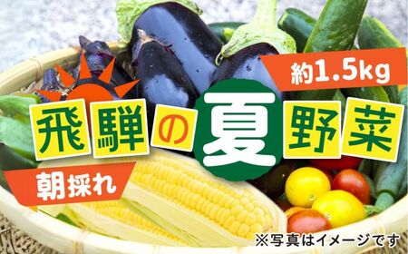 先行予約 令和7年産[7月下旬〜9月下旬発送]夏秋 野菜 たっぷり詰め合わせ セット 約1.5kg 朝採れ 産地直送[Q1051_u]