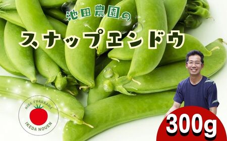 ＼シャキシャキ プリプリ／ 採れたて スナップエンドウ 300g 令和7年産 飛騨産 国産 スナップえんどう 旬 旬もの 産地直送 野菜 2025年産 【6月上旬～6月下旬発送】飛騨市 池田農園 6000円 6千円 [Q2944_u]