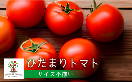 [先行予約]サイズ 不揃い トマト 1.7kg 訳あり トマト[ Q1824wx_26]