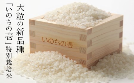 [10月中旬より発送]先行予約 新米 令和5年産 特別栽培米 『いのちの壱』 5kg×3 計15kg [Q790]syun16