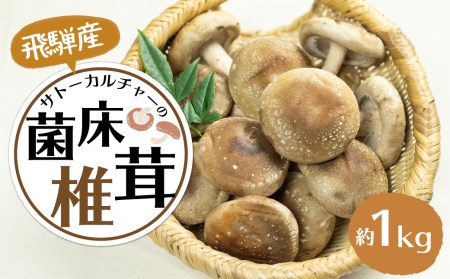 菌床しいたけ 約1kg 4パック 国産 椎茸 シイタケ 生しいたけ きのこ キノコ 鍋に すきやきに[Q946]