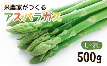 [先行予約]令和7年産[6月下旬より発送]米農家がつくる!水にこだわった朝採れアスパラガス L~2L 500g [Q1411x_25]