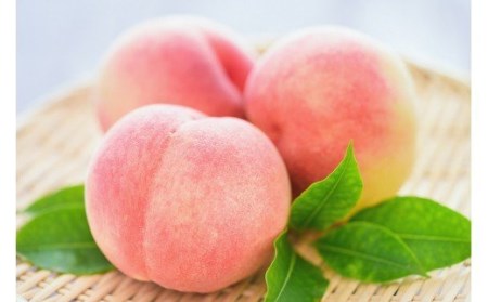 《事前予約》《期間・数量限定》白桃　飛騨の桃　秀品　品種おまかせ　中サイズ１１から１２玉入[Q1330]