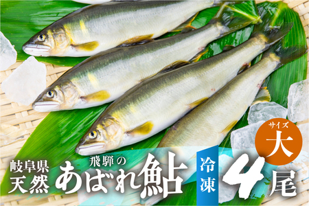 2025年産 飛騨 天然鮎 大サイズ 4尾 天然 アユ 鮎 岐阜県 室田名人 宮川下流 飛騨のあばれ鮎 高級料亭御用達 急速冷凍 冷凍 あゆ 魚 天然 川魚 20000円 2万円 [Q2179_25]