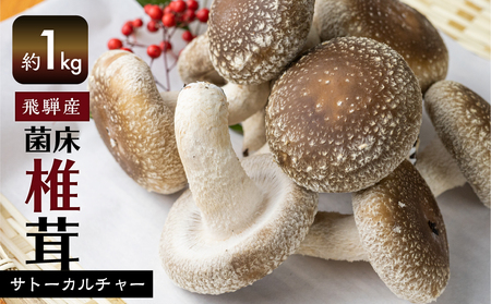 菌床しいたけ 1kg 約100g×10パック 枚数おまかせ 国産 椎茸 シイタケ 生しいたけ きのこ キノコ 鍋 すきやき すき焼き [Q2368wx]