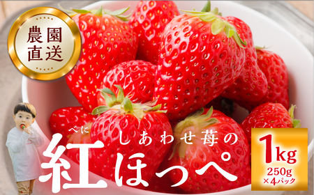 自宅用 いちご 紅ほっぺ 1kg (250g × 4p) [しあわせ苺] サイズ バラバラ 訳あり 訳アリ 農園直送 フルーツ 果物 苺 イチゴ family農園watanabe 子ども 大人 人気 小分け 簡易梱包 家庭用 産地直送 岐阜 期間限定 いちご