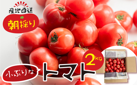 [先行受付]令和7年産 大容量 トマト 2kg 大玉トマト の 小ぶり サイズ おまかせ 不揃い 訳あり 訳アリ とまと 野菜 岐阜県産 本巣市 朝採り 産地直送 新鮮 期間 数量限定 常温 ポットファクトリー 産地直送 美味しい おすすめ 期間限定 数量限定 7000円 [mt485]