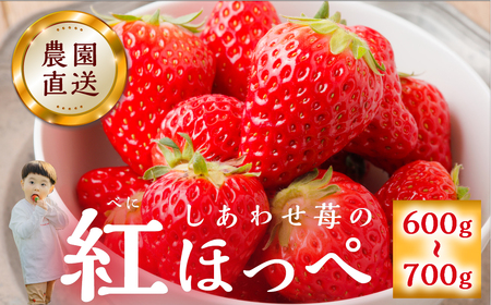 先行予約 自宅用 いちご 紅ほっぺ 600-700g [しあわせ苺] サイズ バラバラ のため 訳あり 訳アリ 農園直送 フルーツ 大粒 スイーツ 苺 イチゴ 大人 人気 簡易梱包 家庭用 産地直送 いちご 激甘 送料無料 岐阜県 本巣市 【202409_フルーツ先行予約】いちご [mt206]