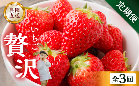 [定期便3回]いちご贅沢 紅ほっぺ 450g 1kg しあわせ苺 サイズ バラバラ 訳あり 訳アリ 含む 農園直送 [mt198] フルーツ 苺 イチゴ 人気 本巣市 果物 先行予約 [mt211]