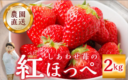 [2026年1月以降発送] 自宅用 いちご 紅ほっぺ 2kg (1kg × 2セット) [しあわせ苺] サイズ バラバラ 訳あり 訳アリ 農園直送 フルーツ 果物 苺 イチゴ 子ども 大人 人気 小分け 簡易梱包 家庭用 産地直送 先行予約 岐阜 期間限定 [mt1799_25]