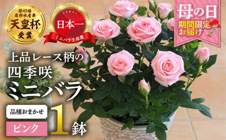 [母の日]ミニバラ ピンク 鉢植え レース柄 産地直送 品種おまかせ のため 訳あり [5月7日〜10日 お届け] 四季咲き 花 ガーデニング 生産量 日本一 天皇杯 ※沖縄 離島配送不可 薔薇 セントラルローズ [mt1896pink] 10000円 1万
