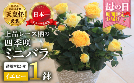 [母の日]ミニバラ イエロー 鉢植え レース柄 産地直送 品種おまかせ のため 訳あり [5月7日〜10日 お届け] 四季咲き 花 ガーデニング 生産量 日本一 天皇杯 ※沖縄 離島配送不可 薔薇 セントラルローズ [mt1896yellow] 10000円 1万
