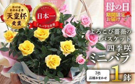 [母の日]ミニバラ バスケット よろこび 産地直送 花色 品種おまかせ のため 訳あり [5月7日〜10日 お届け] 四季咲き 花 レッド ピンク イエロー ガーデニング 生産量 日本一 天皇杯 ※沖縄 離島配送不可 薔薇 セントラルローズ [mt1897] 15000円
