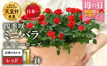 [母の日]ミニバラ レッド 鉢植え デイリーローズ 産地直送 品種おまかせ のため 訳あり [5月7日〜10日 お届け] 四季咲き 花 ガーデニング 生産量 日本一 天皇杯 沖縄 離島配送不可 薔薇 セントラルローズ [mt1898red] 25000円