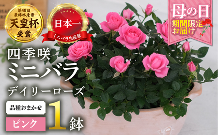 [母の日] ミニバラ ピンク 鉢植え デイリーローズ 産地直送 品種おまかせ のため 訳あり [5月7日〜10日 お届け] 四季咲き 花 ガーデニング 生産量 日本一 天皇杯 沖縄 離島配送不可 薔薇 セントラルローズ [mt1898pink] 25000円