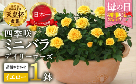 [母の日] ミニバラ イエロー 鉢植え デイリーローズ 産地直送 品種おまかせ のため 訳あり [5月7日〜10日 お届け] 四季咲き 花 ガーデニング 生産量 日本一 天皇杯 沖縄 離島配送不可 薔薇 セントラルローズ [mt1898yellow] 25000円