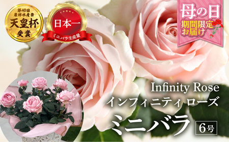 [母の日]ミニバラ 花鉢 6号 プリンセス・オブ・インフィニティ 産地直送 [5月7日〜10日 お届け] 四季咲き 花 ガーデニング 生産量 日本一 天皇杯 ※沖縄 離島配送不可 薔薇 セントラルローズ [mt1899] 20000円 2万
