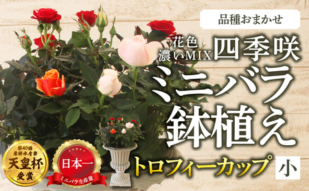 産地直送 ミニバラ トロフィーカップ(小) くっきり(濃いMIX) [11月〜4月 お届け] 品種 おまかせ のため 訳あり 訳アリ 四季咲き ミニバラ 花 ガーデニング 生産量 日本一 天皇杯 鉢植 ※沖縄 離島配送不可 薔薇 セントラルローズ [mt1901_koi] 40000円 4万