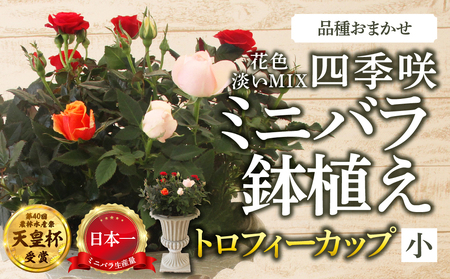 産地直送 ミニバラ トロフィーカップ(小) ふんわり(淡いMIX) [11月〜4月 お届け] 品種 おまかせ のため 訳あり 訳アリ 四季咲き ミニバラ 花 ガーデニング 生産量 日本一 天皇杯 鉢植 ※沖縄 離島配送不可 薔薇 セントラルローズ [mt1901] 40000円 4万