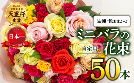 産地直送 ミニバラ 花束 50本 [申込から3か月以内 お届け] ラッピング付 切花 切り花 カットローズ 品種 色 おまかせ 訳あり 訳アリ 四季咲き ミニ バラ 花 ガーデニング 生産量 日本一 ※沖縄 離島配送不可 薔薇 セントラルローズ [mt2085]