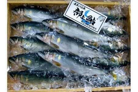 郡上鮎（冷凍中サイズ15尾）