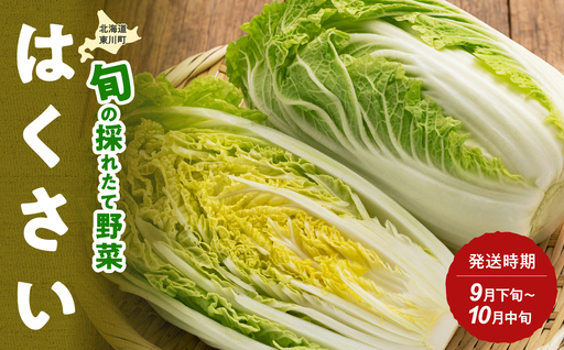 [9月下旬〜10月中旬発送]旬の採れたて野菜「はくさい」