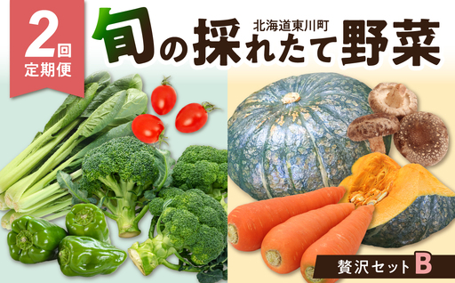 [2回定期便]旬の採れたて野菜「贅沢セットB」