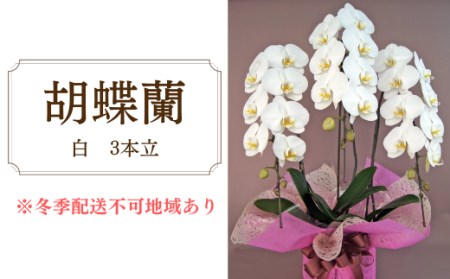 胡蝶蘭　白　3本立