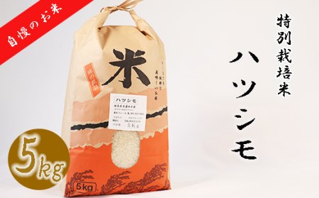 [特別栽培米]垂井町産ハツシモ5kg