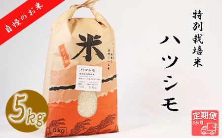 [3か月定期便][特別栽培米]垂井町産ハツシモ(5kg×3回)