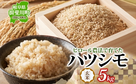ピロール農法で育てた安全な美味しいハツシモ(玄米)5kg お米 ごはん ご飯 カレー 丼物 お弁当 すし飯 冷めても美味しい はつしも ななしん米 岐阜県 揖斐川町