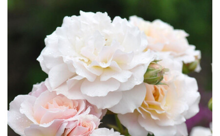 [先行受付]バラ鉢苗 シュシュ[2026年4月下旬より発送]河本バラ園