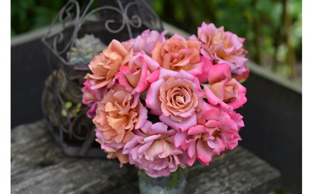 [先行受付]バラ鉢苗 ドレープ[2026年4月下旬より発送]河本バラ園