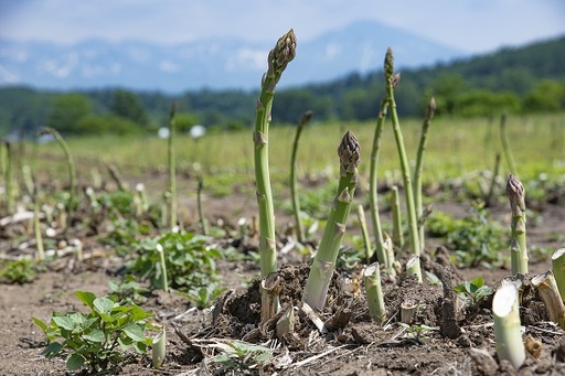 [先行予約!令和8年産]グリーンアスパラ L〜Sサイズ 1kg おおとり [014-107]