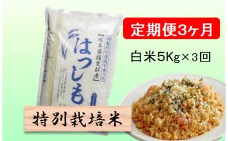 特別栽培米★[定期便] 3カ月★毎月 白米5kg [ハツシモ] 米 お米 白米 コメ ご飯 定期 岐阜県 池田町