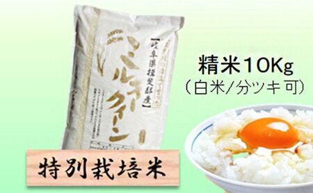 [令和7年産]特別栽培米 10kg[白米、7分ツキ](ミルキークイーン) 白米