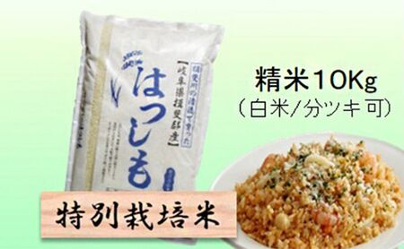 [令和7年産]特別栽培米 10kg[白米、7分ツキ](ハツシモ) 白米