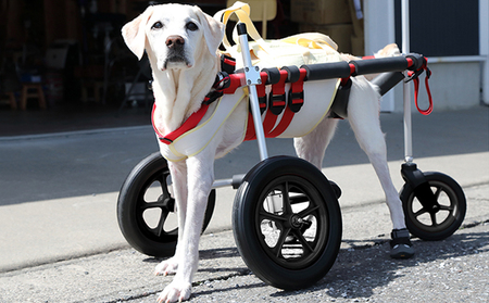 大型犬用三輪車椅子(背丈50〜75cm 体重40キロ以下) [!寄附前に事業者へ相談必要!]
