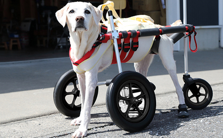 大型犬用三輪車椅子（背丈50～75cm 体重40キロ以下） 【!寄附前に事業