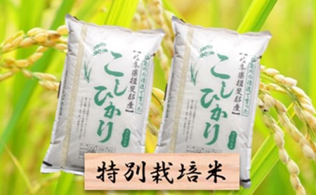 特別栽培米☆精米20kg（分搗き可）または玄米22kg 【コシヒカリ】 お米 